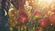 Homem colhendo maçãs no pomar