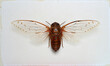 Cicada Pomponia imperatoria on a white background