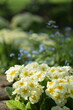 Primroses pastel yellow flowers on spring garden background with blue flowers of brunnera, by old manual Helios lens, bokeh, soft focus.