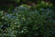 Siberian bugloss, brunnera blue flowers on bokeh green spring garden background, by manual Helios lens, soft focus.