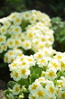 Primroses pastel yellow flowers on spring garden background, by old manual Helios lens, bokeh, soft focus.