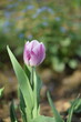 Purple-white tulips on bokeh spring garden background, blooming tulips spring background, selective focus, by manual Helios lens.