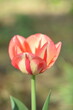 Yellow-red tulip simgle tulip closeup, tulip on bokeh garden background, as painted, by manual Helios lens.