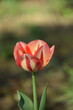 Yellow-red tulip simgle tulip closeup, tulip on bokeh garden background, as painted, by manual Helios lens.
