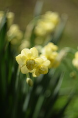 Wall Mural - Daffodils yellow flowers on bokeh garden background, spring garden image by manual Helios lens.