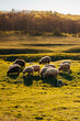 Beautiful landscape spring vertical shot with sheep grazing grass in the sunlight.