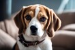 'background beagle adorable color dog animal blue breed canino carnivore colours companion cute doggy domestic friends funny pedigree pet portrait purebred'