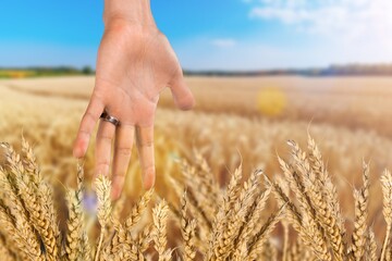 Wall Mural - Human hand at big field with fresh plants