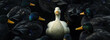 The lone white duck amidst a sea of dark feathers: a symbol of social alienation at dusk. A solitary white duck stands out amongst a crowd of dark-feathered ducks, highlighting alienation