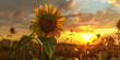 A sunflower at sunset. Summer flower