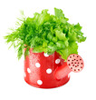Green herbs in red watering can isolated. PNG.