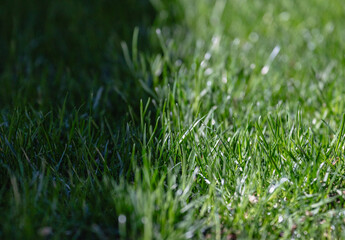 The contrast of a grass lawn under bright sunlight and shadow. Concept of growth and vitality.