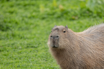 Wall Mural - A Capabara, close relative to Guinea Pigs,