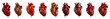 Detailed human heart anatomy from different angles cut out png on transparent background