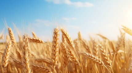 a wheat field border isolated on background.