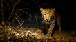 majestic leopard in its habitat at night in Africa in high resolution