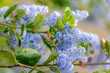 Selective focus light blue flowers of Ceanothus thyrsiflorus known as blueblossom in the garden, Blue blossom ceanothus is an evergreen shrub in the genus Ceanothus, Nature floral pattern background.