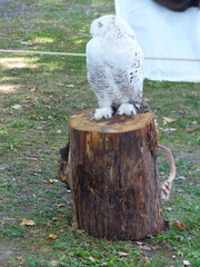 Poster - Hibou