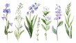 delicate spring flowers watercolor set coppice hepatica lily of the valley handdrawn violet and white blooms