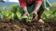 Cropped photo of African American farm worker planting coffee sprout, Rwanda region

