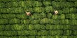 Aerial view of tea picking Generative AI