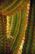 Detail, sharp, spiny cactus needles