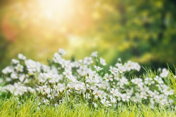 Beautiful green fresh spring meadow field