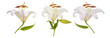 White lily Flowers i
