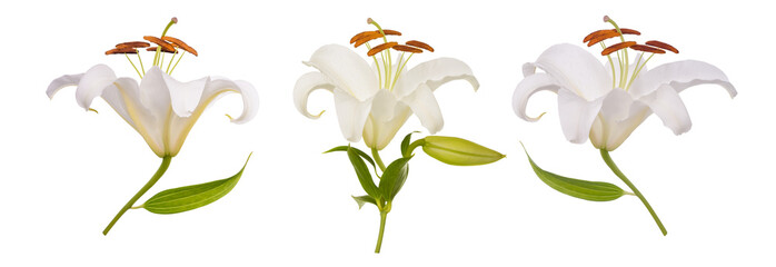 Poster - White lily Flowers i