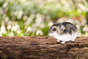 Sticker - Cute small hamster on wood background