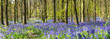 Bluebell carpet in the woods. Springtime in United Kingdom - 