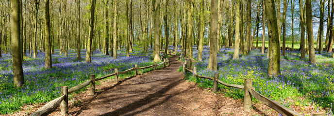 Canvas Print - Bluebell carpet in the woods. Springtime in United Kingdom