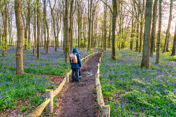 Poster - Bluebell carpet in the woods. Springtime in United Kingdom