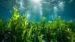 Utilizing Kelp Forests and Seagrass Meadows as Blue Carbon Sinks for Carbon Sequestration. Concept Blue Carbon Sequestration, Kelp Forests, Seagrass Meadows, Carbon Sinks, Marine Ecosystems