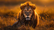 Lion at Sunset, Majestic Stare