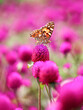 Vanessa cardui is the most widespread of all butterfly species. the painted lady butterfly on purple globe amaranth flower in the garden, colorful background. Beauty in nature
