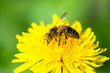 European Honey Bee, Apis mellifera, bee on yellow flowers of Common Sowthistle, Sonchus arvensis