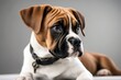 'background white puppy boxer front young bull wrinkle guardian bulldog ugly ugliness cream animal dog canino portrait studio domestic animals pet isolated cut-out doggy mammal cute breed purebred'