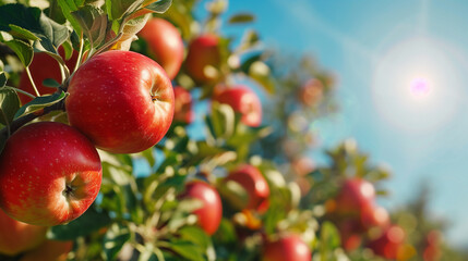 View of apples ready to harvest with an apple farm in the background.