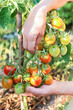 Harvesting Organic tomato cherry harvest in farmer hands in vegetable garden in sunlight. Tomatoes plant, gardening, farming