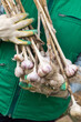 Freshly harvested Garlic. Bunch of fresh raw organic garlic harvest in farmer hands in garden, harvesting vegetables