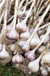 Garlic harvest close up. Bunch of fresh raw dirty organic garlic with roots