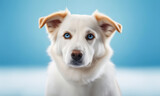 Fototapeta Dmuchawce - Portrait of a beautiful white dog with blue eyes on a blue studio background.