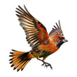 A beautifully flying bird, with red and black plumage, an orange chest with white speckles, open wings in a flight pose, on a white background