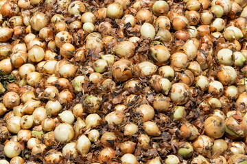 Wall Mural - Bulb onion harvest in the agricultural fields of Boyaca, Colombia - Allium cepa