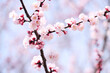 満開の桜が春の暖かさを運ぶ