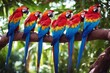 'branches macaw group colorful tree wildlife nature jungle colourful colours wing cute parrot exotic feather wild tropical animal yellow natural bird beautiful beak pet zoo blue amazon avian scarlet'