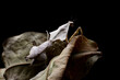 Dead leaf mantis isolated on black