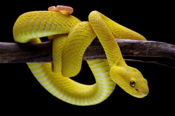 Sticker - Yellow White-lipped Pit Viper (Trimeresurus insularis)	
