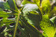 monstera deliciosa plant outdoor with droplets on its leaves, close-up shot at shallow depth of field